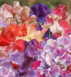 Lathyrus odoratus Big Top