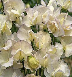 Lathyrus odoratus. Old Times
