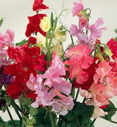Lathyrus odoratus Jet Set mix