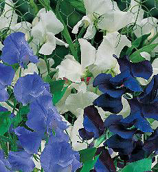 Lathyrus odoratus, Skylark Mix