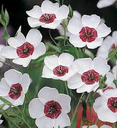 Linum grandiflora Bright Eyes