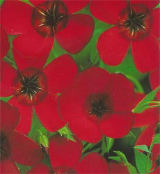 Linum grandiflorum Scarlet