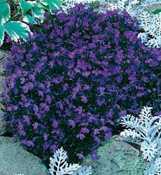 Lobelia erinus compacta Crystal Palace