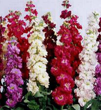 Matthiola incana Brompton Mix