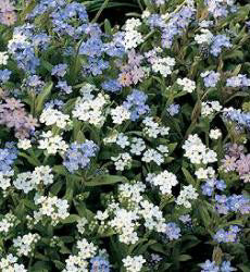 Myosotis sylvatica mix