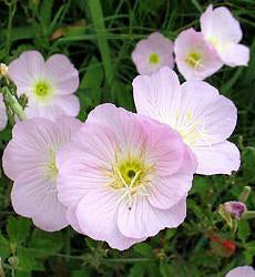 Oenothera speciosa Silky Orchid