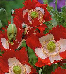 Papaver somniferum Victoria Cross