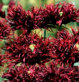 Papaver somniferum paeoniflorum Black Swan
