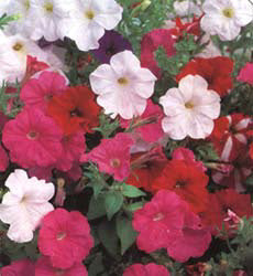 Petunia multiflora Bedding Mix