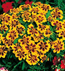 Tagetes patula nana Naughty Marietta