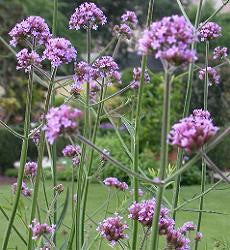 Verbena bonariensis