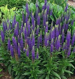 Veronica spicata blauw