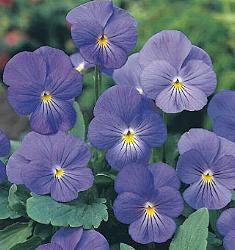 Viola cornuta type Blue Perfection