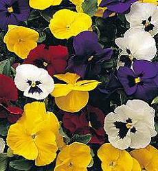 Viola x wittrockiana F1 Special Early Mix