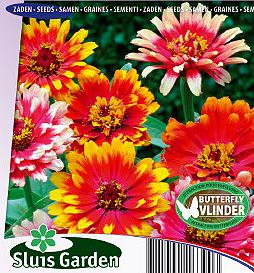 Zinnia elegans Caroussel mix