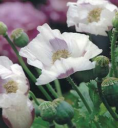 Papaver somniferum