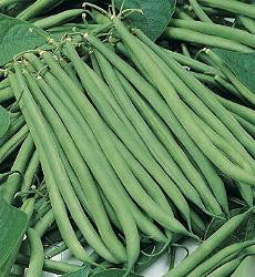 Bonen Stamsla Opera Chinees boontje