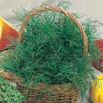 Product showcase image from staged upload