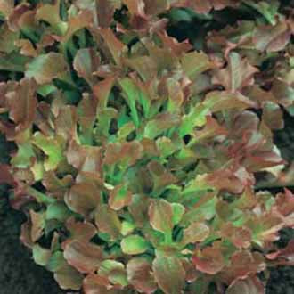 Product showcase image from staged upload