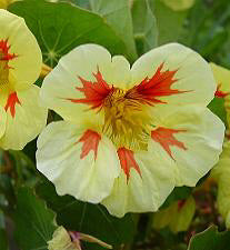 Product showcase image from staged upload