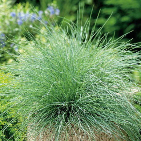 Festuca Fauca