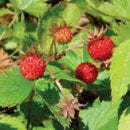 Aardbeien Bosaardbei Mignonnette