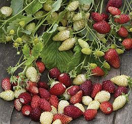 Aardbeien_alpina_Red&Cream_bosaarbeitjes