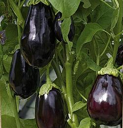 Aubergine Bonica F1