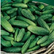 Gurken Cornichon de Paris