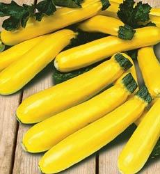 Courgette ge. Soleil F1