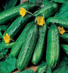 Komkommer Emilie F1