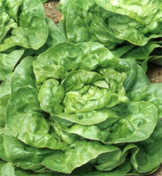 Sla Kropsla All The Year Round