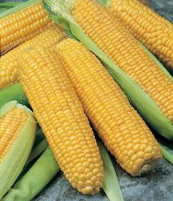 Mais Suikermais Incredible F1