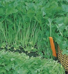 Bladmoes Namenia BIO