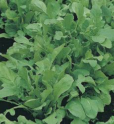 Rucola Organic