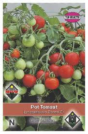 Tomaten_Donna_F1