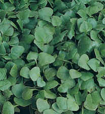 Postelein Winter-postelein