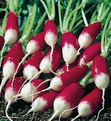 Radijs French Breakfast 3