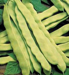 Bonen Stamsnij Admires