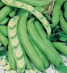 Bonen Tuinbonen Monica