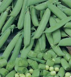 Erwten Vleeserwt Delikett