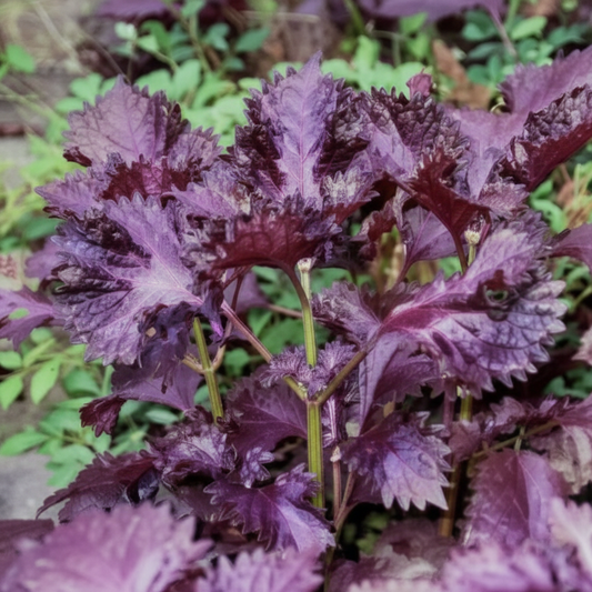 Perilla Britton Shiso – Japanische Petersilie