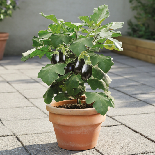 Aubergine Patio Baby F1