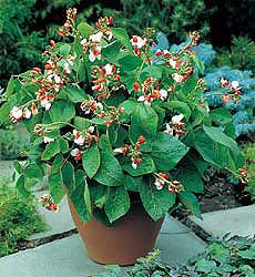 Bonen Stam Pronkboon Hestia Dwarf