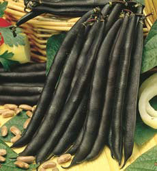 Bonen Stamsla Purple Teepee