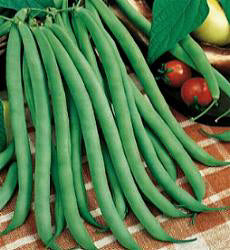 Bonen Stamsla Tendergreen
