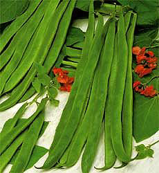 Bonen Stok Pronkboon Prijswinner