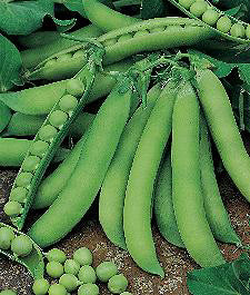 Erwten Stam Doperwten Oskar