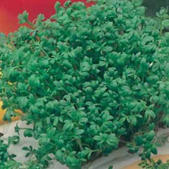 Product showcase image from staged upload