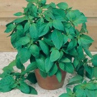 Basilicum Citroen Basilicum